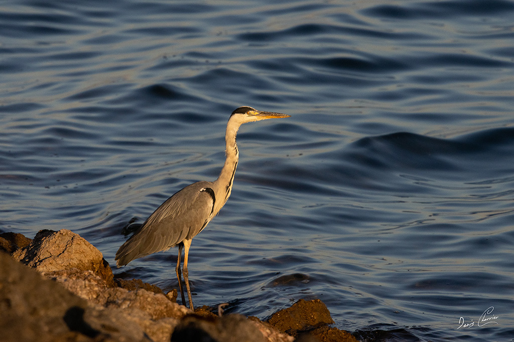 Héron cendré pêchant sur le bord du lac au levé du soleil